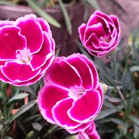 Пищевой цветок Гвоздики, 25 шт.